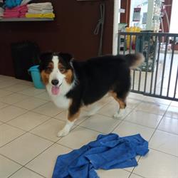 Bonheur CANIN salon toilettage, Le Lion-d'Angers - Horaires d'ouverture