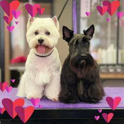 Dog harmony, Gravelines - Horaires d'ouverture