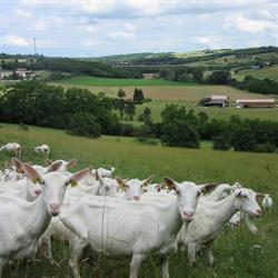 La chèvre du Bancel, Saint-Sorlin-en-Valloire - Horaires d'ouverture