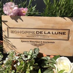 Échoppe de la lune, Bordeaux - Horaires d'ouverture