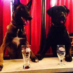 Le Chien Fou @ Pause Bar Restaurant, Saint-Antonin-Noble-Val - Horaires d'ouverture