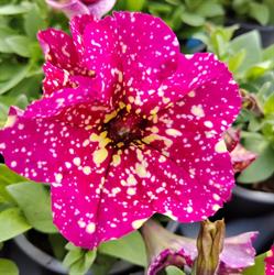 Horticulture Burckel, Obermodern-Zutzendorf - Horaires d'ouverture