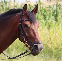 Haras du Crieu, La Tour-du-Crieu - Horaires d'ouverture