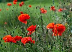 Le Poppy, Ovillers-la-Boisselle - Horaires d'ouverture