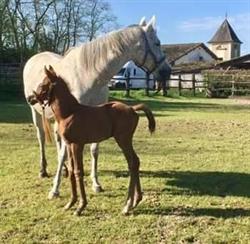 Haras d'Ayguemorte, Ayguemorte-les-Graves - Horaires d'ouverture