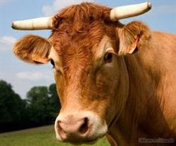 La FERME DES Charbonnieres - vente directe de viande limousine en Charente, Vouharte - Horaires d'ouverture