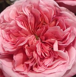 Fleuriste Art et Nature - Saint-Paul-en-Jarez, - Horaires d'ouverture