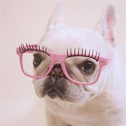 Bulle dog, Charly-sur-Marne - Horaires d'ouverture