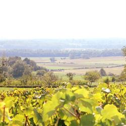 Domaine ROLET Patrick, Cramans - Horaires d'ouverture