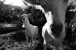 La Fromagerie Vanséenne crémerie artisanale en Ardèche, Les Vans - Horaires d'ouverture