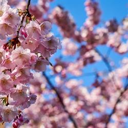 Sakura, Manosque - Horaires d'ouverture