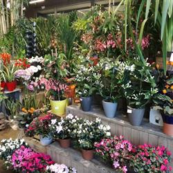 Les Fleurs de la Gare, Aigues-Mortes - Horaires d'ouverture