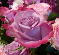 Poésies Florales, Viarmes - Horaires d'ouverture