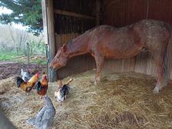 Elevage Of Chen quarter horse, Le Chalon - Horaires d'ouverture