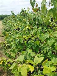 Socofruits Bourgogne, Merceuil - Horaires d'ouverture