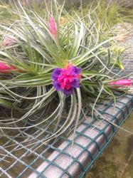 TILLANDSIA PROD, Le Cailar - Horaires d'ouverture