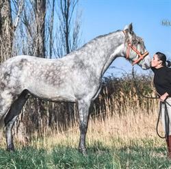 Les Écuries du Cheval d'Argent, Barbentane - Horaires d'ouverture