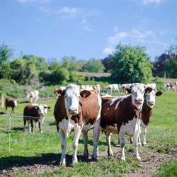 Fromagerie de la Ferme Prairial, Publier - Horaires d'ouverture