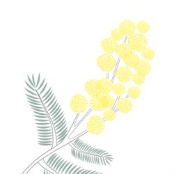 Mimosa Fleuriste Bordeaux, - Horaires d'ouverture