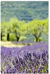 Gîtes "Entre Vignes et Collines" - Provence - Ventoux, Méthamis - Horaires d'ouverture