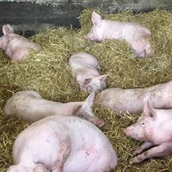 La Ferme Lanthier, Dompierre-sur-Helpe - Horaires d'ouverture