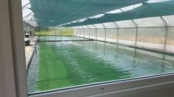 SPIRULINE DES FONTAINES, Assieu - Horaires d'ouverture