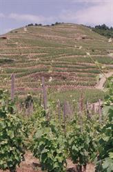 Domaine Blachon, Mauves - Horaires d'ouverture