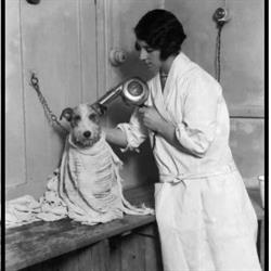 Bulle Dog, Toilettage, Centre ville de Sète, - Horaires d'ouverture
