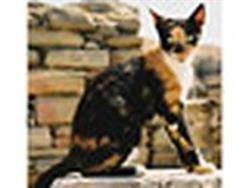 SELARL Veterinaire Caux Seine, Yvetot - Horaires d'ouverture