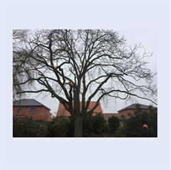 Nature elagage, Bailleul - Horaires d'ouverture
