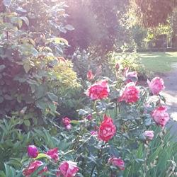 Le Jardin de, Mouy - Horaires d'ouverture