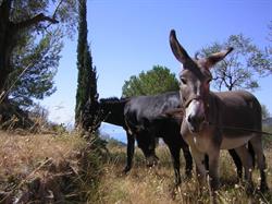 les ânes maritimes, Castellar - Horaires d'ouverture