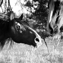 Centre Equestre de Condorcet, - Horaires d'ouverture