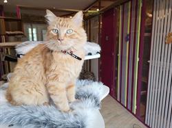 O' CAT CHATS, Maxent - Horaires d'ouverture