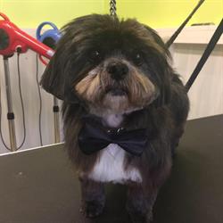 Happy Dog, Foulayronnes - Horaires d'ouverture