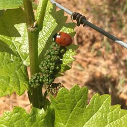 Domaine Denis Fouquerand Et Fils, La Rochepot - Horaires d'ouverture
