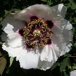 Le Jardin de Bellevue, Beaumont-le-Hareng - Horaires d'ouverture