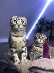 Chatons Chatterie Dicxiland, Montigny-sur-Avre - Horaires d'ouverture