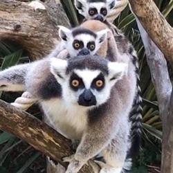 Jardin Zoologique Tropical, La Londe-les-Maures - Horaires d'ouverture