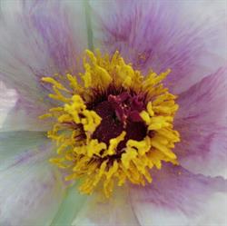 Guy fleuriste créateur - Abutilon Bis, Château-Thierry - Horaires d'ouverture