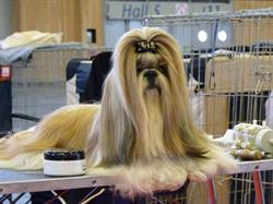 Dog Star, Revel - Horaires d'ouverture