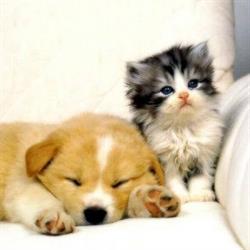 Dog and Cat institut, Le Havre - Horaires d'ouverture
