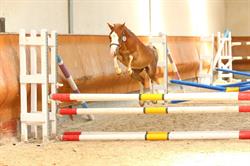Haras du Brin d'Amour, Viriville - Horaires d'ouverture