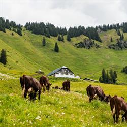 GAEC Barbossine, Châtel - Horaires d'ouverture
