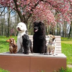 Mod'canine, Courrières - Horaires d'ouverture