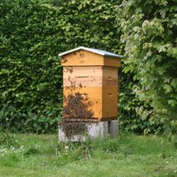 Le miel d'Olga, Saint-Martin-de-Mailloc - Horaires d'ouverture
