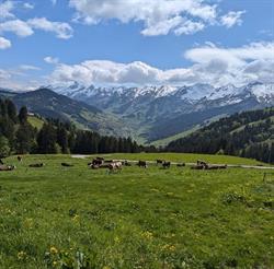 Magasin fermier La Ferme Des Corbassieres reblochon tomme raclette fermiere, La Clusaz - Horaires d'ouverture