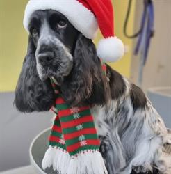 Au Bon Flair Toilettage canin et félin, La Verrie - Horaires d'ouverture