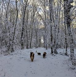 Auberge des Mille Et une Truffes, Résidence Canine 52, Praslay - Horaires d'ouverture