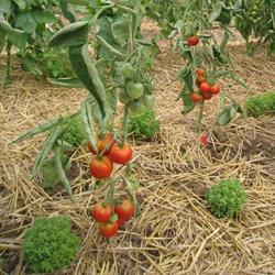Les jardins de Liselotte, Catillon-sur-Sambre - Horaires d'ouverture